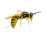 Abejas y Avispas