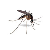 Mosquitos