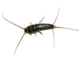 Lepismas