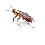 Cucarachas