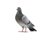Aves